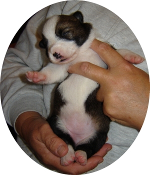 olie x amber litter